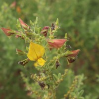 Crotalaria lunulata B.Heyne ex Wight & Arn.